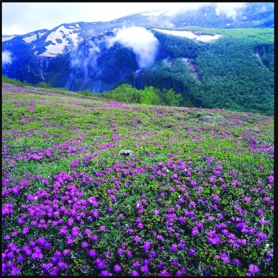 長白山高山花園。