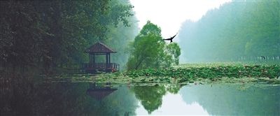 滕州微山湖濕地節 古鎮濕地欲在此結緣