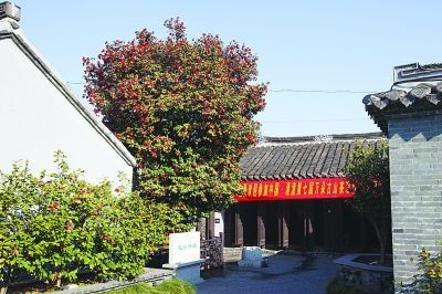 古山茶