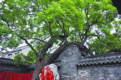 唐代國槐。