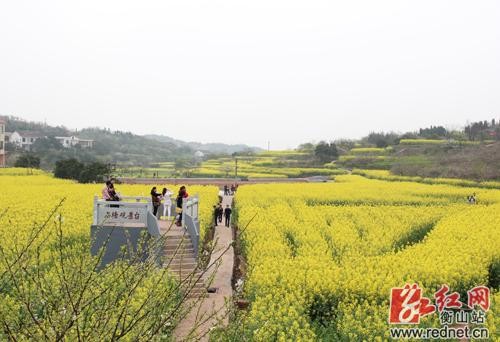 （萱洲花海，游人如織）