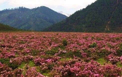 徒步雲南香格裡拉獨克宗探秘世間美景