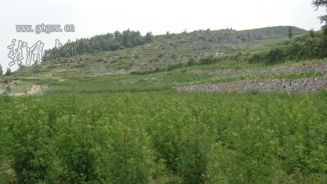 DSC02242.JPG