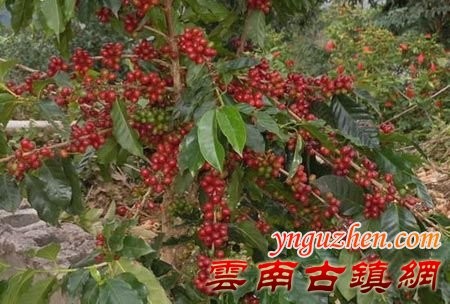 雲南咖啡