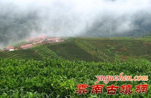 茶山
