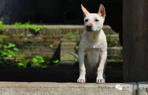 廣西興業塵封的榜山古建築群