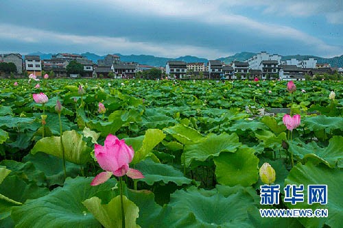 泸溪千年古鎮荷香荷韻惹人醉