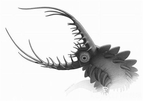 考古發現5.2億年前新物種 恐怖生物滿口牙齒