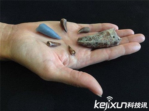 考古發現5.2億年前新物種 恐怖生物滿口牙齒