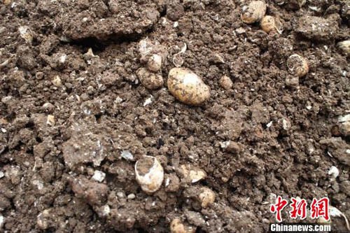 湖南湘西發現“高廟文化”遺存