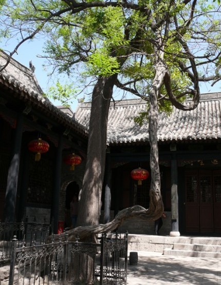 龍抱槐