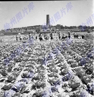 徐州:奎山塔遺址