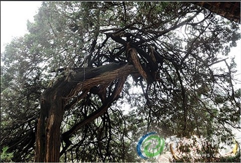龍鳳松柏為大月寺“鎮寺之寶”