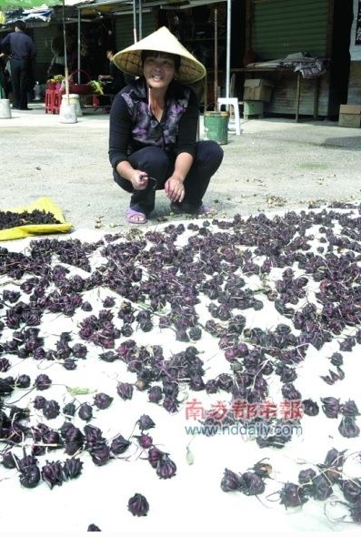 處處可見村民們在晾曬玫瑰茄