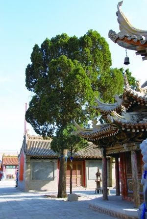 延福寺內的空靈古柏