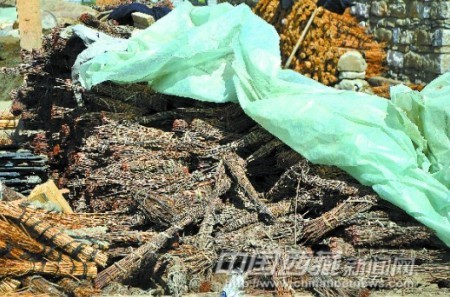 顏色暗紅的舊邊瑪草已經用了300年之久，依然堅硬如初