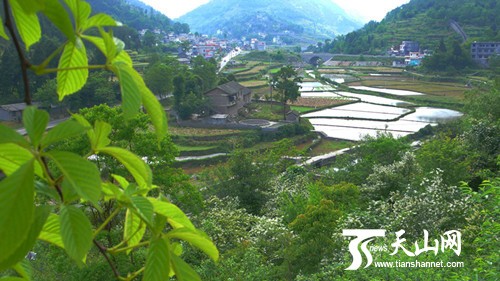湖南省鳳凰縣農業一景