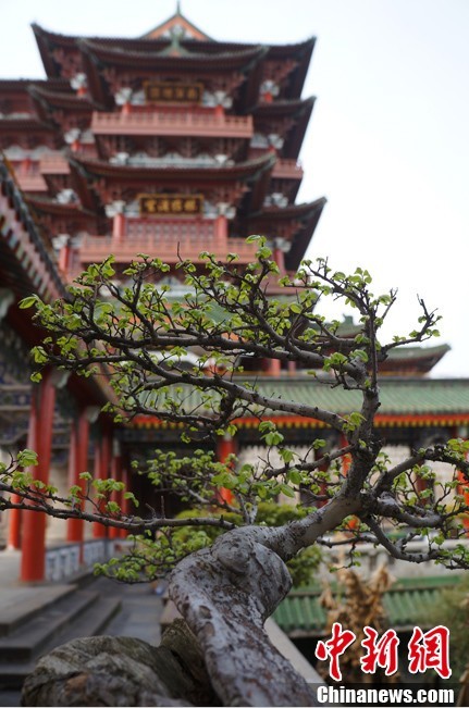 滕王閣景觀