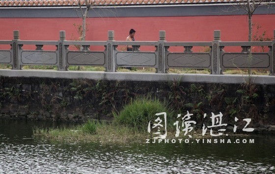 湖裡雜草沒人清理