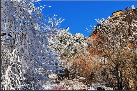 風中的樹枝上掛滿了美麗的雪掛