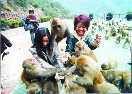 與太行猕猴同樂