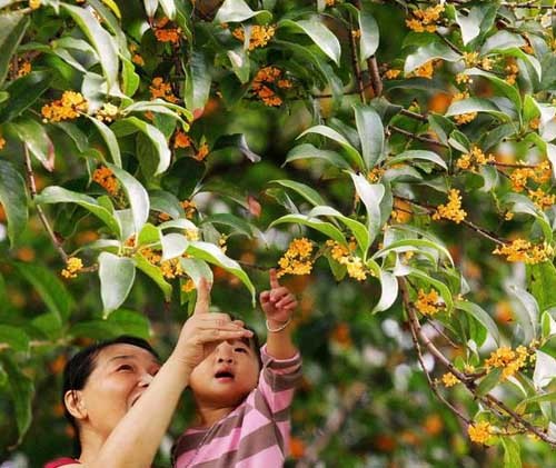 寧波保國寺邀您賞桂品茗游古建