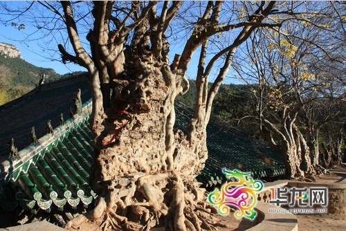 靈巖寺裡上千年的老樹有800余棵