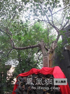 1930年由印度移植的聖樹——菩提樹