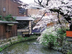 日本：醍醐寺與櫻花