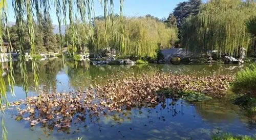 走出第二個庭院，眼前開闊的水池（殘荷景觀） 