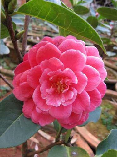九大賞花休閒勝地