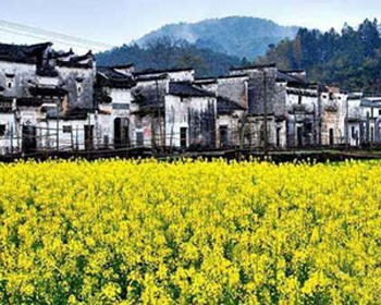 九大賞花休閒勝地