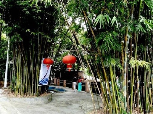 小溪邊的青青翠竹