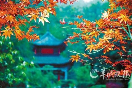 岳麓山上的楓葉紅似驕陽