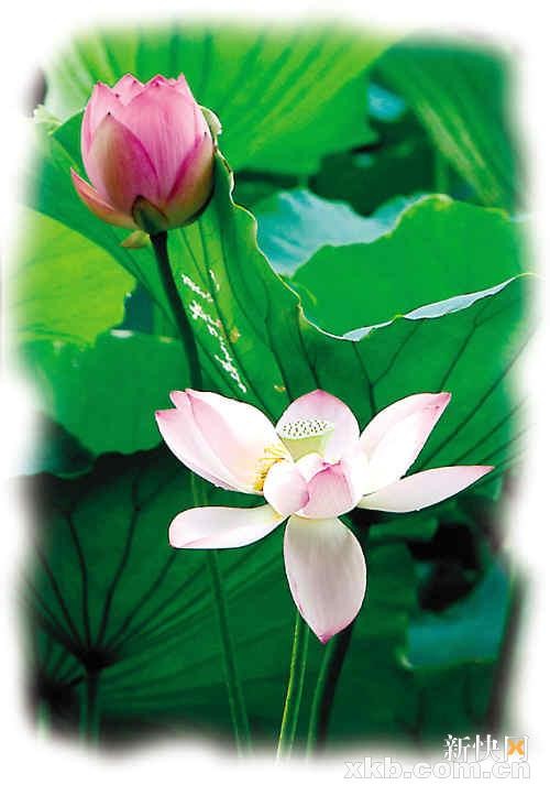 廣東三水蘆苞古鎮