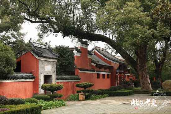 樟樹在這裡很常見