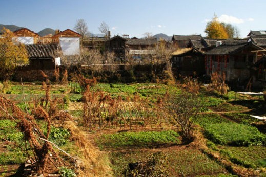 束河田園