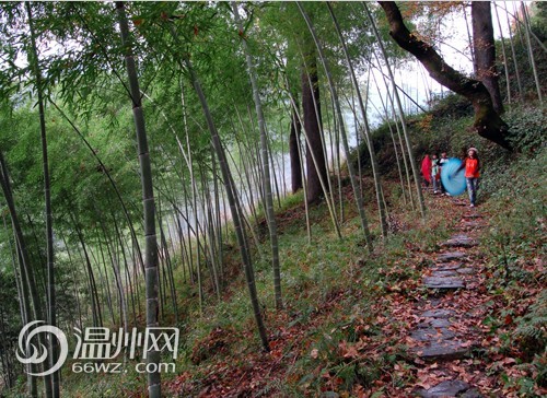 半山腰上竹林密布