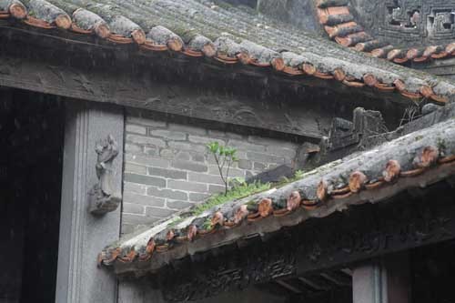 雨後的谷诒書室瓦頂小草翠綠，生機難掩，令人遐想不盡