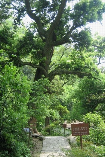 郭洞村山林