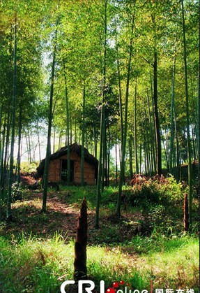 竹林