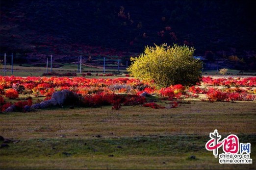 伊甸園——香格裡拉