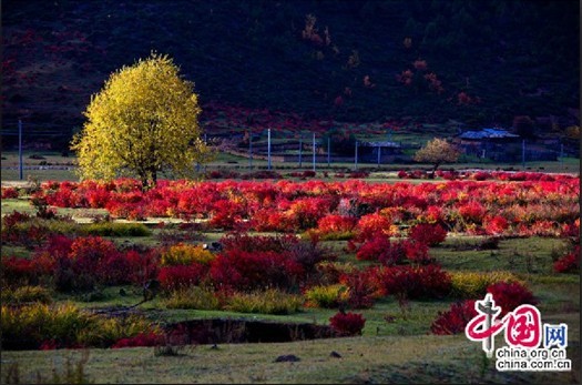 伊甸園——香格裡拉