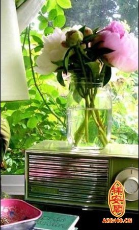 植物