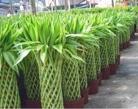 富貴竹