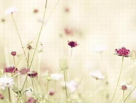 花草可帶來財運
