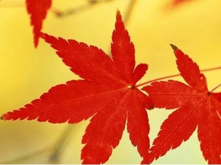 花草可帶來財運