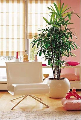 家居植物與風水