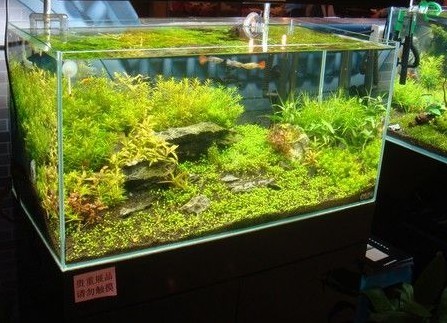 魚缸法