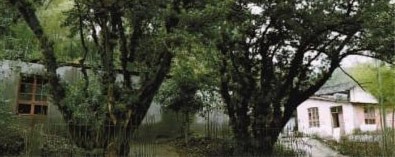 羅漢松